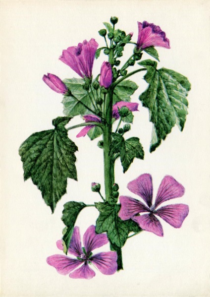 Plante medicinale (Ediția 3) (plante) Plante medicinale (Ediția 3)