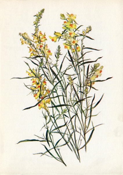 Plante medicinale (Ediția 3) (plante) Plante medicinale (Ediția 3)