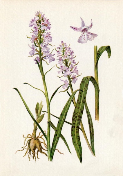 Ierburi (eliberare 3) (conține taninuri) Plante medicinale (Ediția 3)