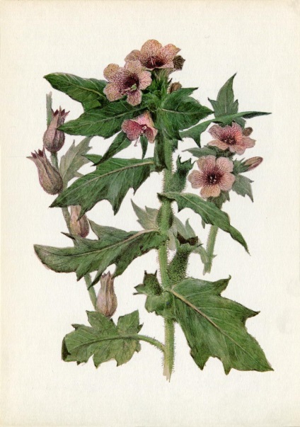 Plante medicinale (Ediția 3) (eliberare) Plante medicinale (Ediția 3)