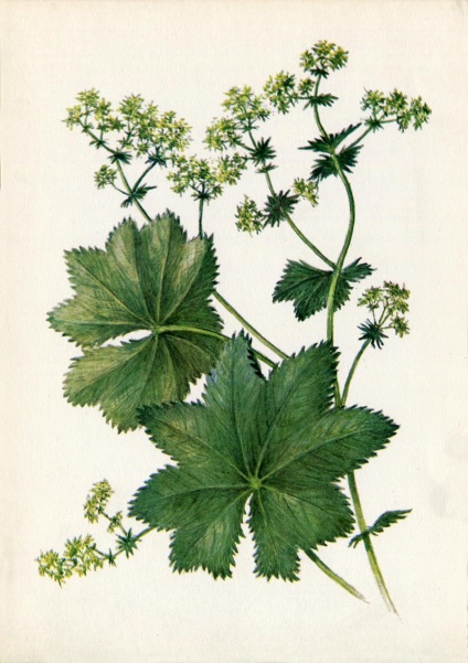 Plante medicinale (Ediția 3) (Caliciu corolă pyatizubchatym) Plante medicinale (Ediția 3)