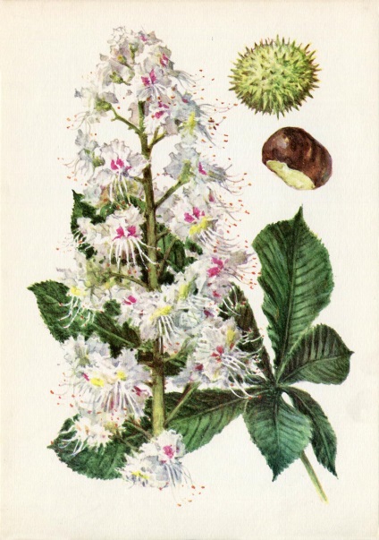 Plante medicinale (Ediția 3) (Caliciu corolă pyatizubchatym) Plante medicinale (Ediția 3)