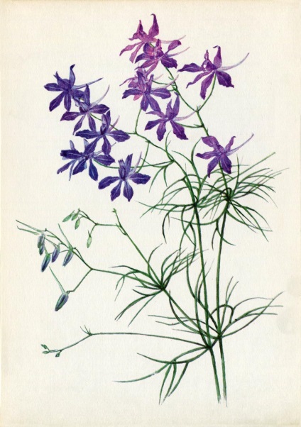 Plante medicinale (Ediția 3) (Caliciu corolă pyatizubchatym) Plante medicinale (Ediția 3)