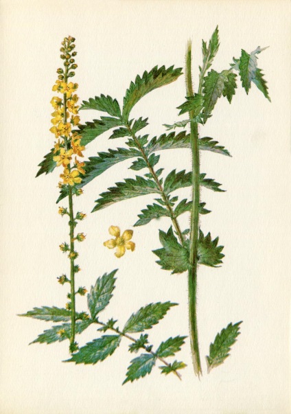 Ierburi (eliberare 3) (conține taninuri) Plante medicinale (Ediția 3)