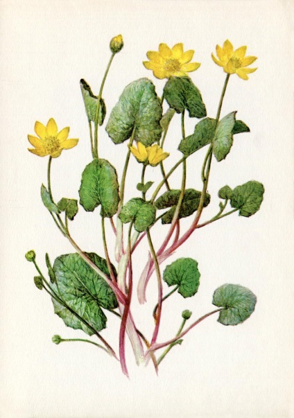 Plante medicinale (Ediția 3) (Caliciu corolă pyatizubchatym) Plante medicinale (Ediția 3)