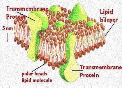 Lipidele - ceea ce este caracteristic lipidelor funcția 1