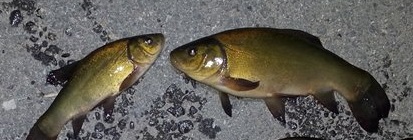 La acea mușcătură lin (momeală) La acea musca lin