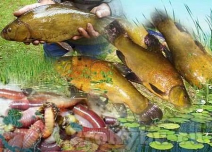 Ce pecks Tench pe un râu și lac, în vara, primavara, iarna si toamna (râul) Ce pecks Tench pe un râu și lac, în vara, primavara, iarna si toamna