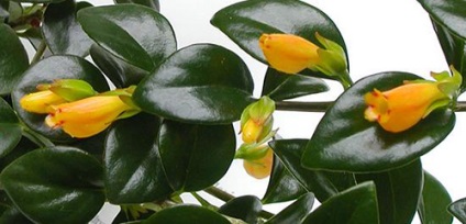 Nematanthus (flori carasi) (pește) Nematanthus (floare carasi)