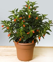 Nematanthus (floare de carasi) (carasi) Nematanthus (floare carasi)