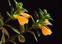 Nematanthus (floare de carasi) (în special asistență medicală) Nematanthus (floare carasi)