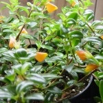 Goldfish Nematanthus, gradina (de aur) Goldfish Nematanthus, gradina