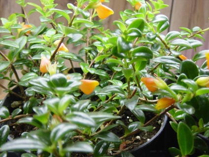 Goldfish Nematanthus, gradina (carasi nematanthus) Goldfish Nematanthus, gradina
