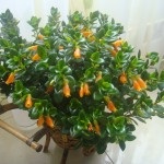 Goldfish Nematanthus, gradina (nematanthus) Goldfish Nematanthus, gradina