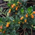Goldfish Nematanthus, gradina (carasi nematanthus) Goldfish Nematanthus, gradina