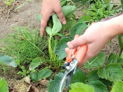 Tunderea căpșuni frunze ce și atunci când se taie în mod corespunzător (frunze) Tunderea căpșuni frunze ce și atunci când se taie în mod corespunzător