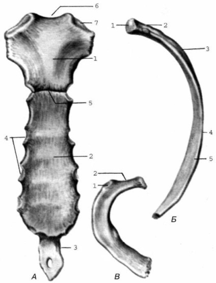 aparatului locomotor (o suprafață posterioară a sacrum) aparate locomotorie
