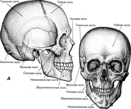 Sistem musculo-scheletice (aparat) aparate locomotorie