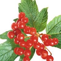 Din ceea ce ajută la Viburnum (Viburnum) Din ceea ce ajută la Viburnum