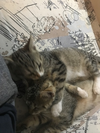 Cat da (da) da pisica