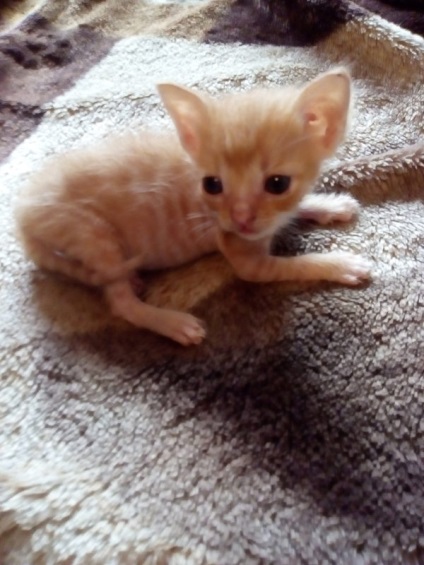 Cat da (da) da pisica