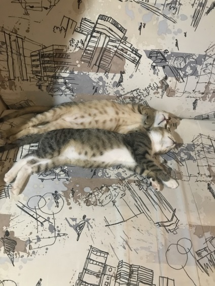 Cat da (da) da pisica