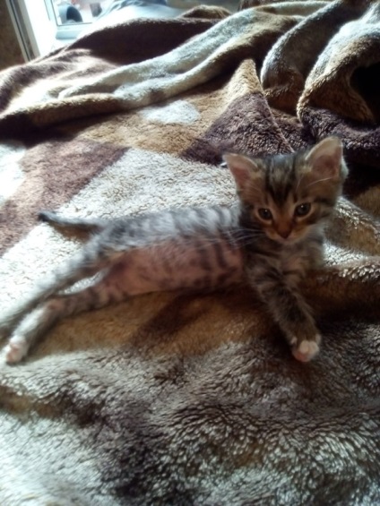 Cat da (da) da pisica