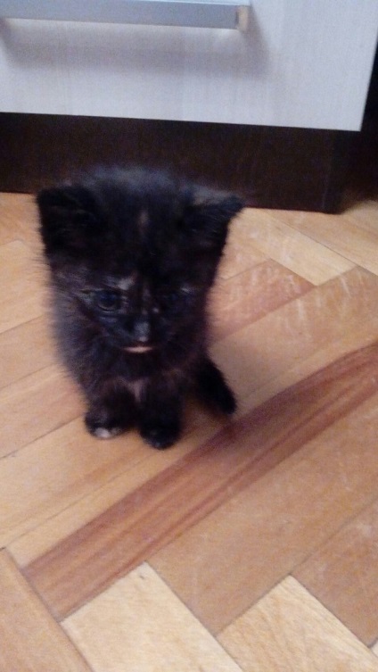 Cat da (da) da pisica