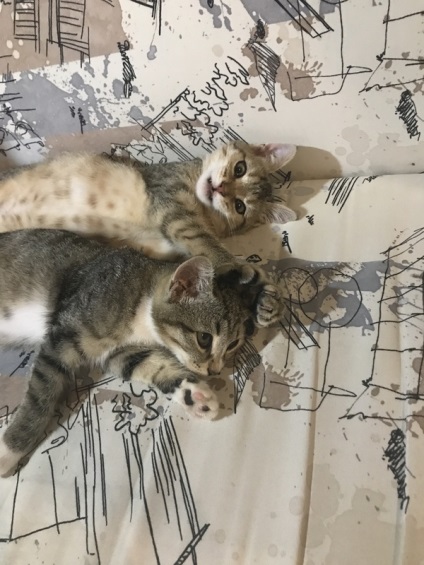 Cat da (da) da pisica