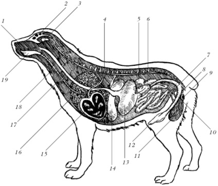 vacuole digestiv (digestiv) vacuole digestiv