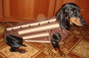 De ce neagă picioarele din spate ale unui câine și ce să facă (spate) De ce neagă picioarele din spate ale unui câine și ce să facă