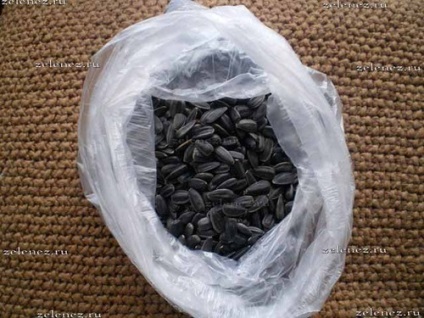 Floarea-soarelui, care ca da, grădină și grădina mea (gradina de legume) Floarea-soarelui, care ca da, grădina mea și livada