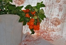 Tomate pe balcon pas cu pas cum să crească roșii balcon în creștere, cum să aibă grijă și să polenizeze (tomate) Tomate de pe balcon, în creștere pas cu pas cum să crească roșii balcon, cum să aibă grijă și să polenizeze