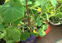 Tomate pe balcon pas cu pas cum să crească roșii balcon în creștere, cum să aibă grijă și să polenizeze (tomate) Tomate de pe balcon, în creștere pas cu pas cum să crească roșii balcon, cum să aibă grijă și să polenizeze