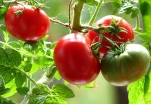 Tomate de pe balcon, în creștere pas cu pas cum să crească roșii balcon, cum să aibă grijă și să polenizeze (roșii pe balcon pas cu pas în creștere) Tomate de pe balcon, în creștere pas cu pas cum să crească roșii balcon, cum să aibă grijă și să polenizeze