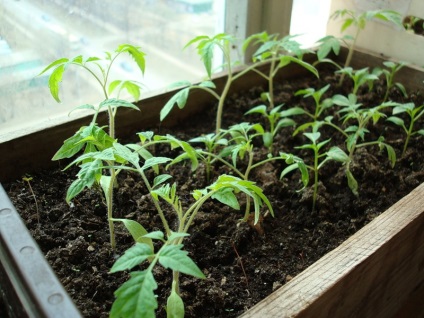 Tomate de pe balcon, în creștere pas cu pas cum să crească roșii balcon, cum să aibă grijă și să polenizeze (pas cu pas) Tomate de pe balcon, în creștere pas cu pas cum să crească roșii balcon, cum să aibă grijă și să polenizeze