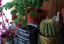 Tomate de pe balcon, în creștere pas cu pas cum să crească roșii balcon, cum să aibă grijă și să polenizeze (roșii pe balcon pas cu pas în creștere) Tomate de pe balcon, în creștere pas cu pas cum să crească roșii balcon, cum să aibă grijă și să polenizeze