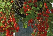 Tomate de pe balcon, în creștere pas cu pas cum să crească roșii balcon, cum să aibă grijă și să polenizeze