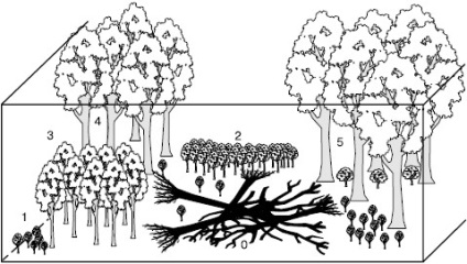 Conceptul de ecosisteme (conceptul) Conceptul de ecosisteme