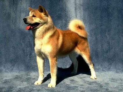 câine rasa Akita (câini din rasa Akita) Câine rasa Akita Inu