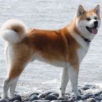 Câine rasa Akita (Akita Inu câine rasa) Câine rasa Akita Inu