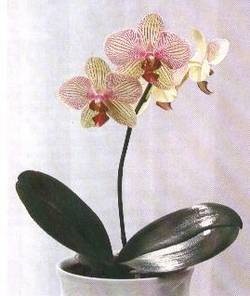 orhidee pierdut ce să facă (plante) Orhideea dispare, ce să facă