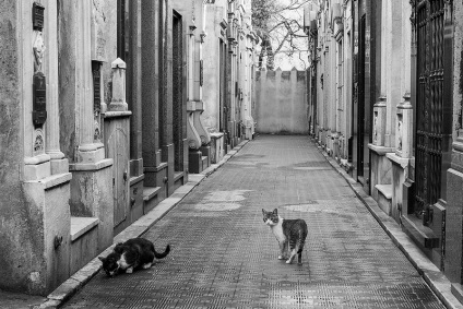Cat a pierdut Ce sfaturi proprietarilor, cum să găsească Poteryashka (S-au găsit o pisică) Cat a pierdut Ce sfaturi proprietarilor, cum să găsească Poteryashka