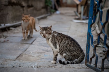 A pierdut pisica Ce sfaturi proprietarilor, cum să găsească Poteryashka (do) Cat a pierdut Ce sfaturi proprietarilor, cum să găsească Poteryashka