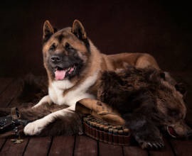 Cat a pierdut Ce sfaturi proprietarilor, cum să găsească Poteryashka (lipsă) Cat a pierdut Ce sfaturi proprietarilor, cum să găsească Poteryashka