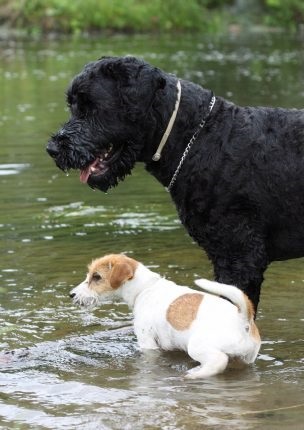 Terrier negru românesc - fotografii, descriere rasa, video, cățeluși, Terrier negru românesc - fotografii, descriere rasa, video, căței, „da laba“
