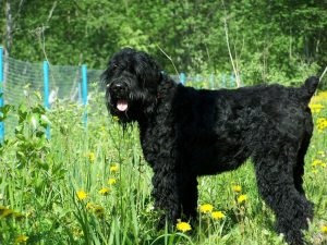 Terrier negru românesc - fotografii, descriere rasa, video, cățeluși, „da laba“ (română) Terrier negru românesc - fotografii, descriere rasa, video, căței, „da laba“