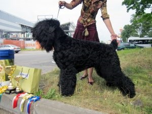 Terrier negru românesc - fotografii, descriere rasa, video, cățeluși, „da laba“ (foto) Terrier negru românesc - fotografii, descriere rasa, video, căței, „da laba“
