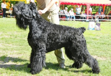 Terrier negru românesc - fotografii, descriere rasa, video, cățeluși, „da laba“ (română) Terrier negru românesc - fotografii, descriere rasa, video, căței, „da laba“