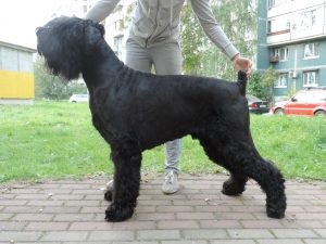 Terrier negru românesc - fotografii, descriere rasa, video, cățeluși, „da laba“ (negru) Terrier negru românesc - fotografii, descriere rasa, video, căței, „da laba“